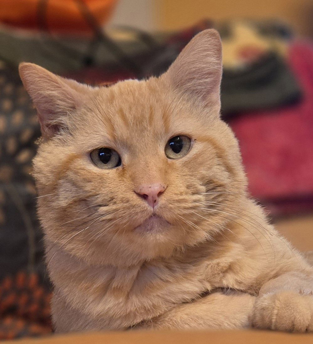 Garfield