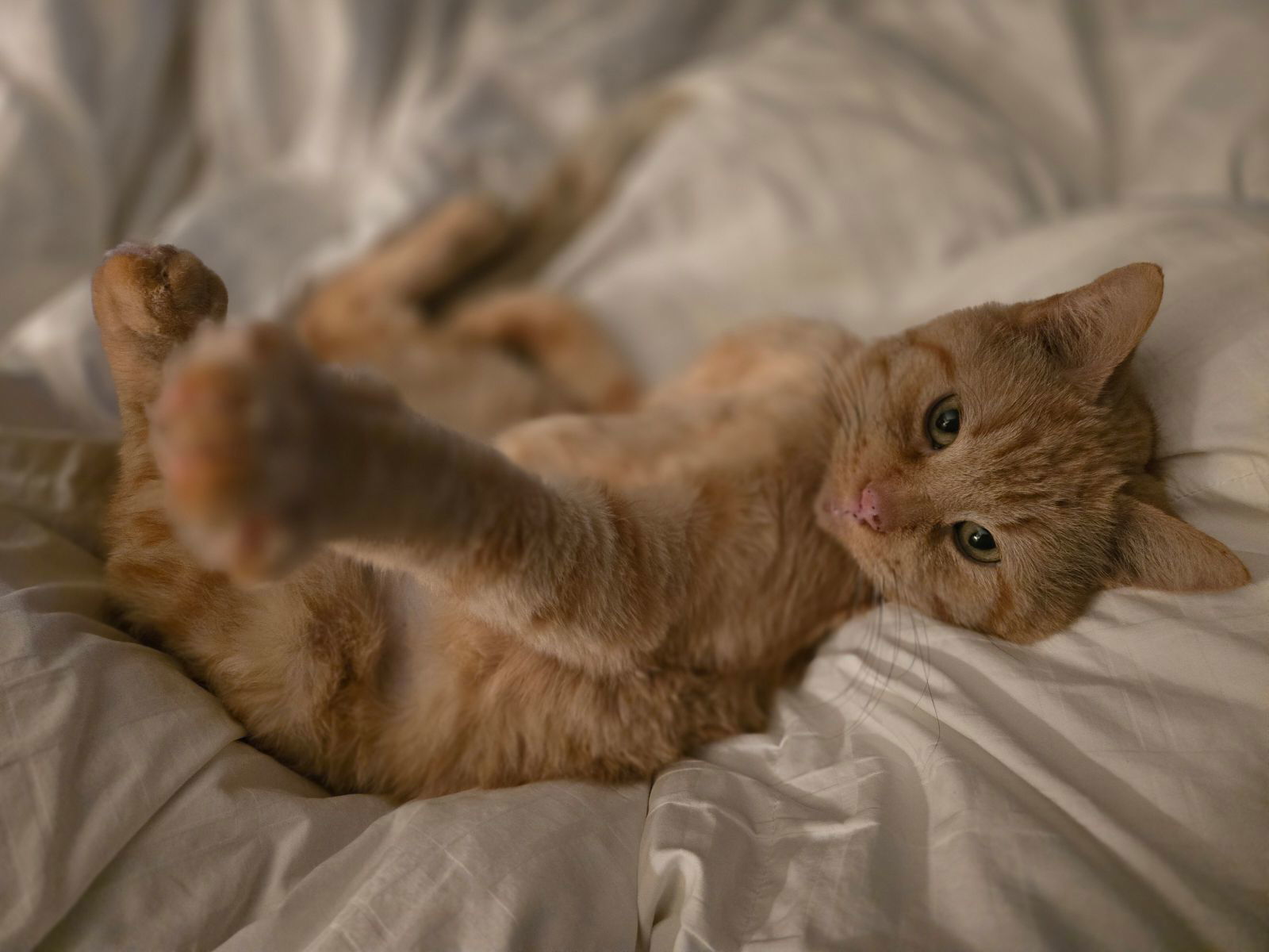 Garfield