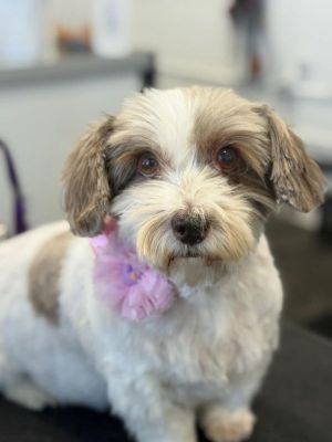 Macie Lhasa Apso Dog