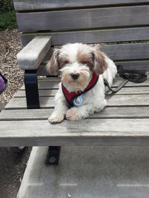Macie, an adoptable Lhasa Apso, Havanese in San Francisco, CA, 94141 | Photo Image 2