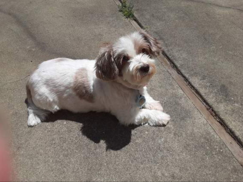 Macie, an adoptable Lhasa Apso, Havanese in San Francisco, CA, 94141 | Photo Image 3