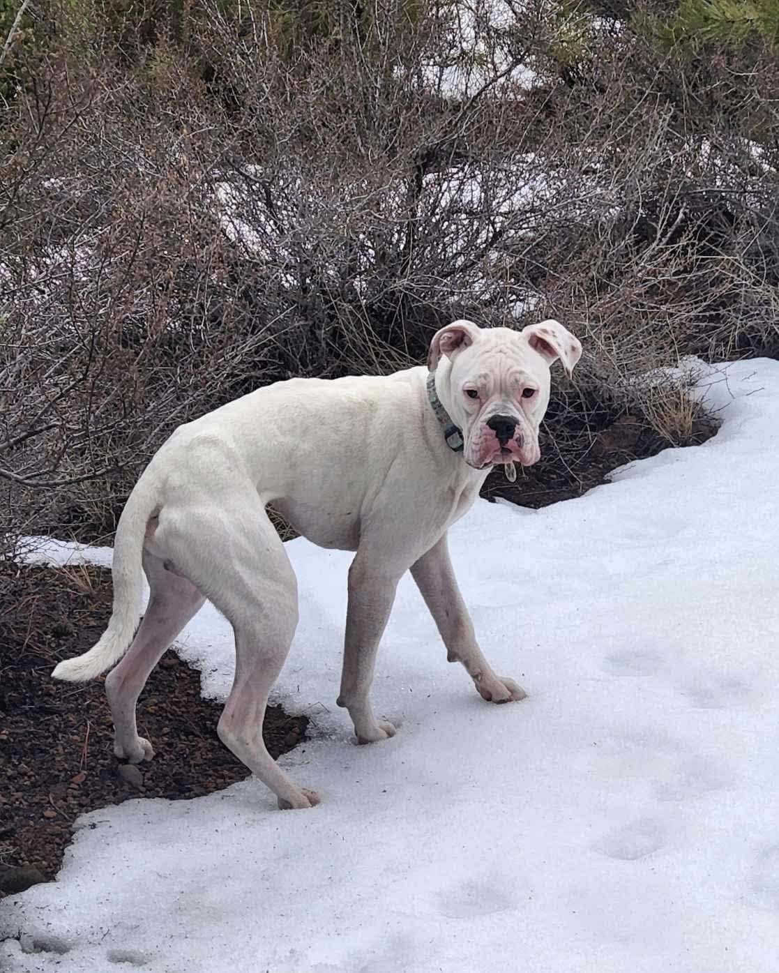 Finley