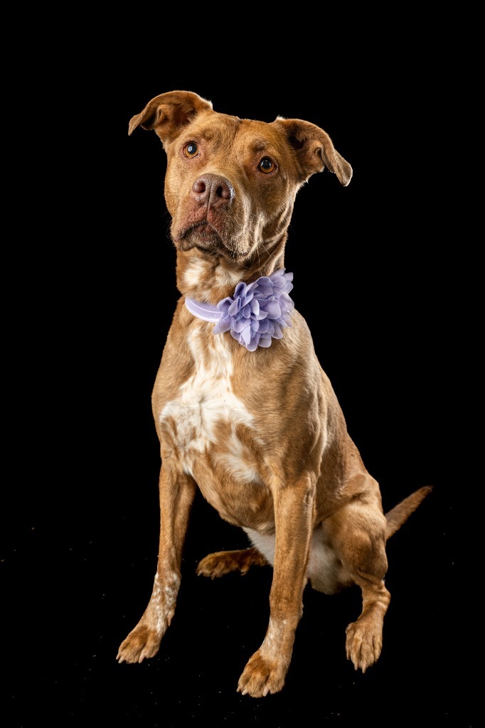 Pig, an adoptable Pit Bull Terrier, Australian Cattle Dog / Blue Heeler in Rock Springs, WY, 82901 | Photo Image 1