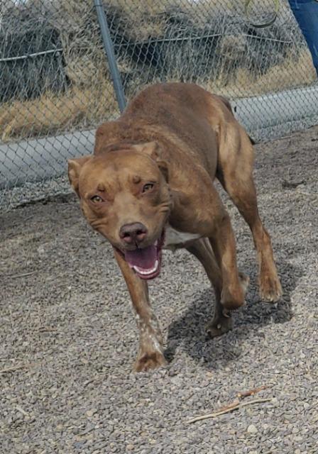 Pig, an adoptable Pit Bull Terrier, Australian Cattle Dog / Blue Heeler in Rock Springs, WY, 82901 | Photo Image 2
