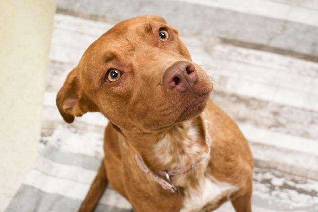 Pig, an adoptable Pit Bull Terrier, Australian Cattle Dog / Blue Heeler in Rock Springs, WY, 82901 | Photo Image 3