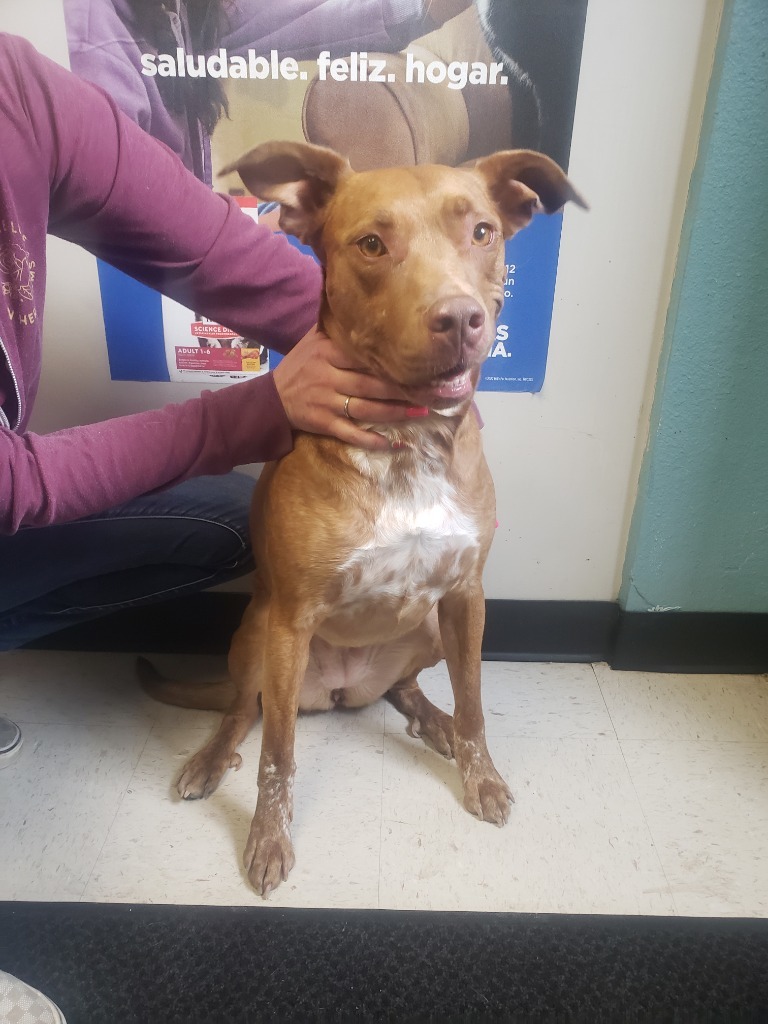Pig, an adoptable Pit Bull Terrier, Australian Cattle Dog / Blue Heeler in Rock Springs, WY, 82901 | Photo Image 4