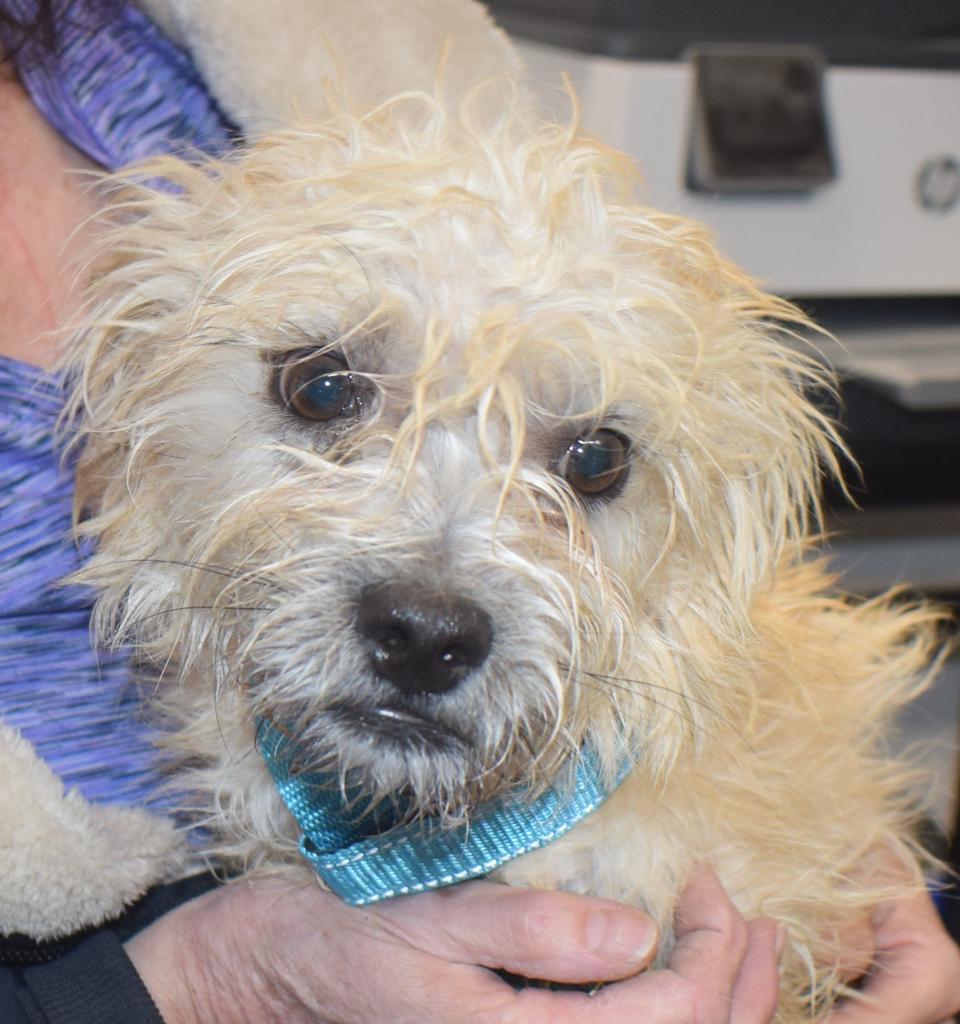 Speedy (A112365), an adoptable Maltese, Mixed Breed in Pahrump, NV, 89048 | Photo Image 1