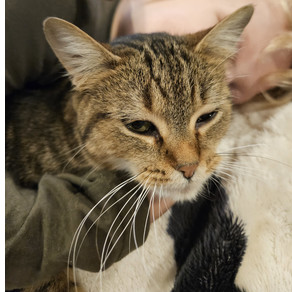 Tinkerbell, Adult Female Domestic Short Hair