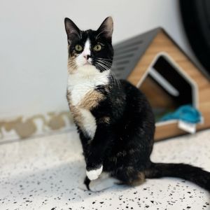 Celia, Young Female Domestic Short Hair