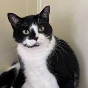 Cruella, Adult Female Domestic Short Hair