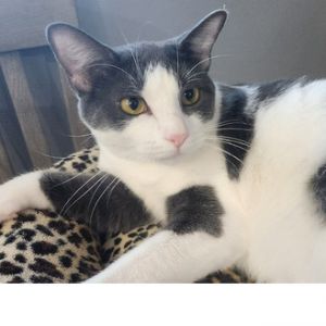 Hermoine, Adult Female Domestic Short Hair