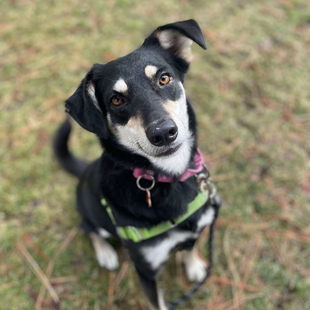 Boots, an adoptable Shepherd, Mixed Breed in Bend, OR, 97702 | Photo Image 1