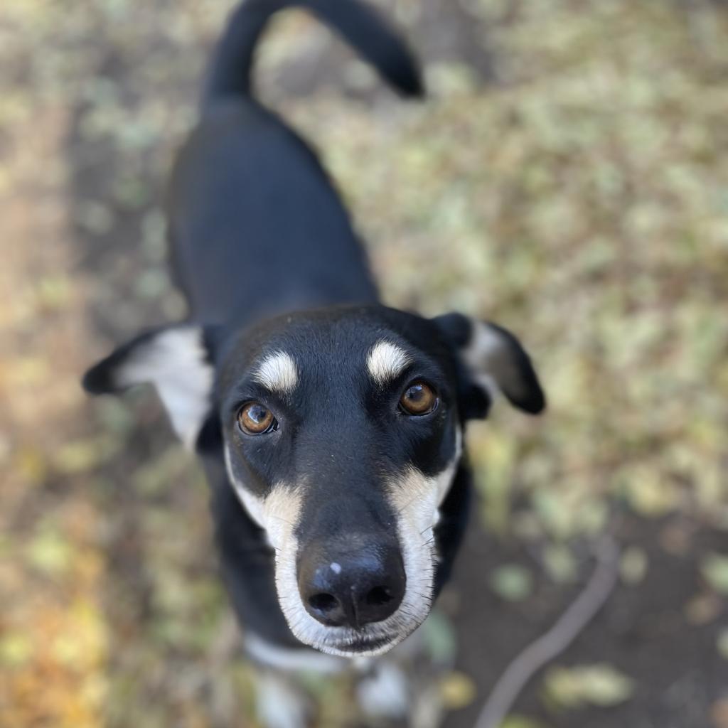 Boots, an adoptable Shepherd, Mixed Breed in Bend, OR, 97702 | Photo Image 2