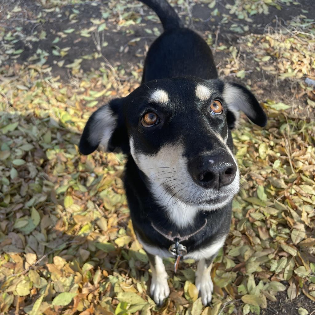 Boots, an adoptable Shepherd, Mixed Breed in Bend, OR, 97702 | Photo Image 3