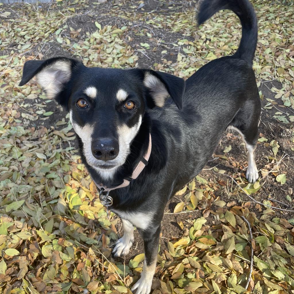Boots, an adoptable Shepherd, Mixed Breed in Bend, OR, 97702 | Photo Image 4