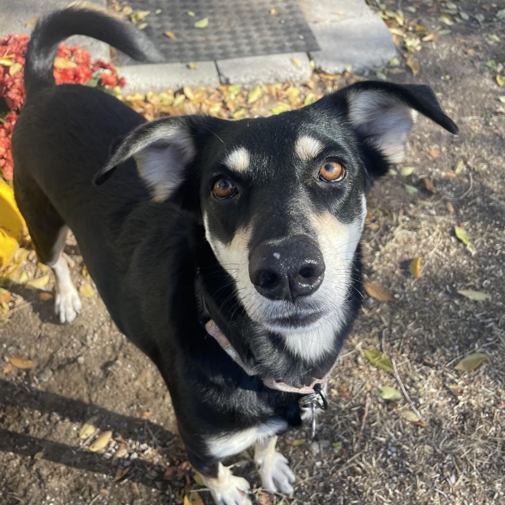 Boots, an adoptable Shepherd, Mixed Breed in Bend, OR, 97702 | Photo Image 5