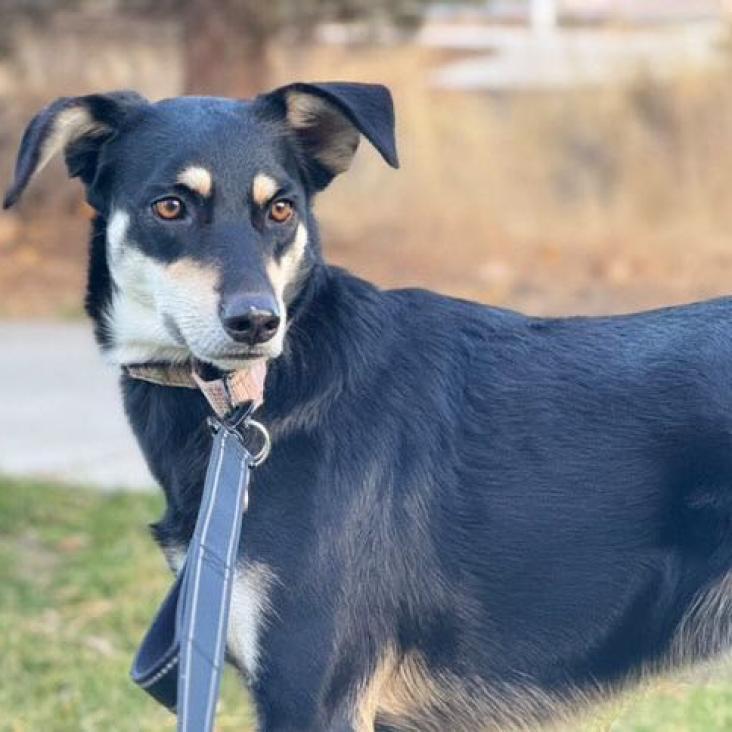 Boots, an adoptable Shepherd, Mixed Breed in Bend, OR, 97702 | Photo Image 6