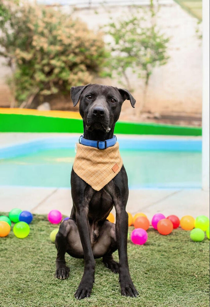 BALOO, an adoptable Labrador Retriever, Staffordshire Bull Terrier in Langley, BC, V2Y 3K1 | Photo Image 1