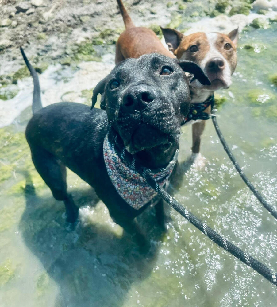 BALOO, an adoptable Labrador Retriever, Staffordshire Bull Terrier in Langley, BC, V2Y 3K1 | Photo Image 3