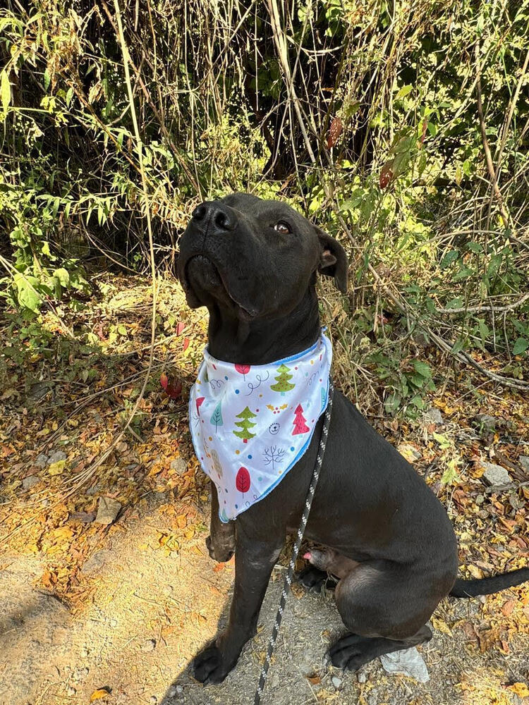 BALOO, an adoptable Labrador Retriever, Staffordshire Bull Terrier in Langley, BC, V2Y 3K1 | Photo Image 4