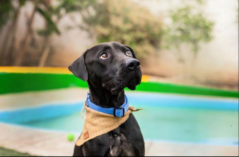 BALOO, an adoptable Labrador Retriever, Staffordshire Bull Terrier in Langley, BC, V2Y 3K1 | Photo Image 5