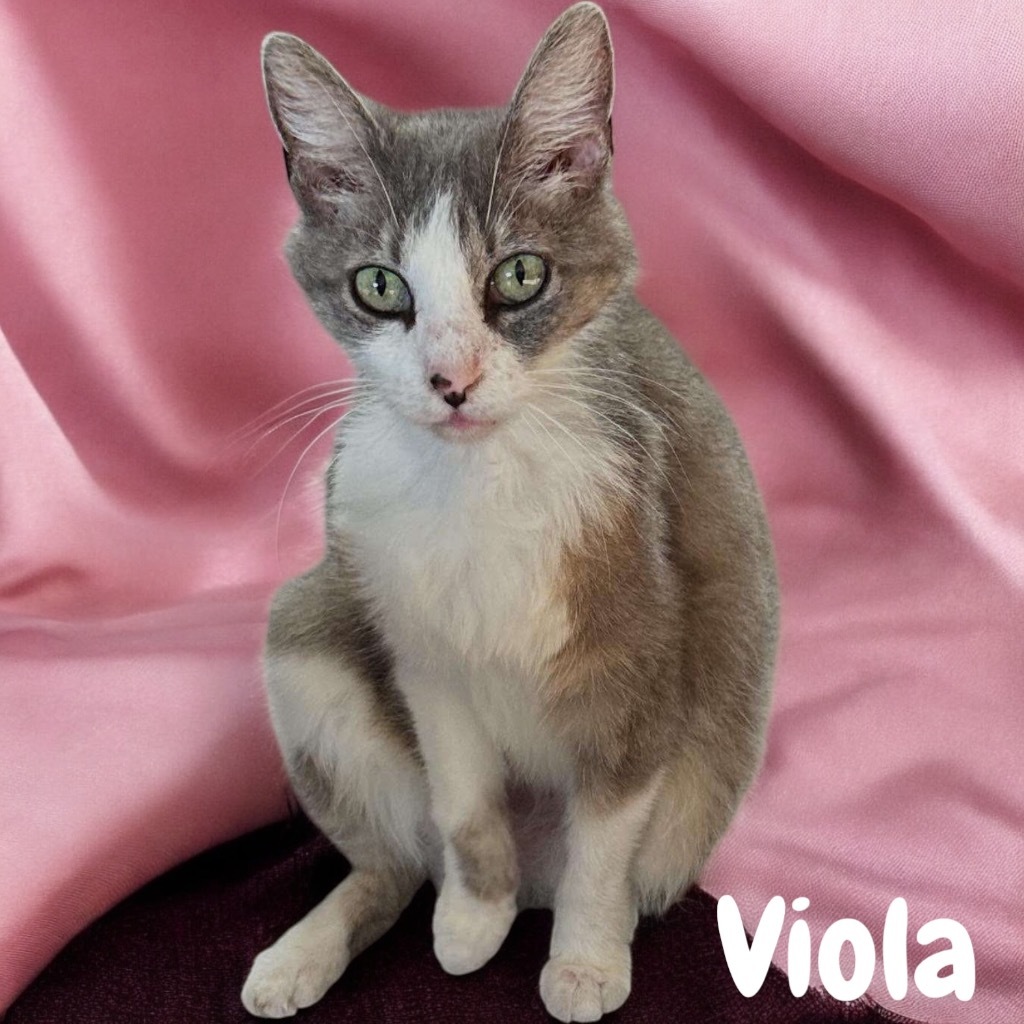 Viola, an adoptable Domestic Short Hair in Sorrento, LA, 70778 | Photo Image 1