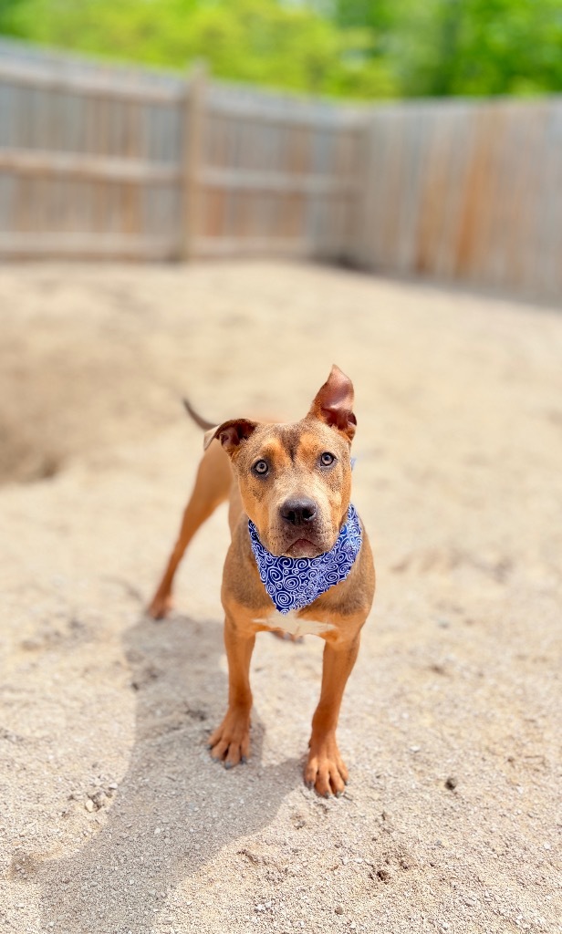 Oliver, an adoptable Mixed Breed in Muskegon, MI, 49442 | Photo Image 1