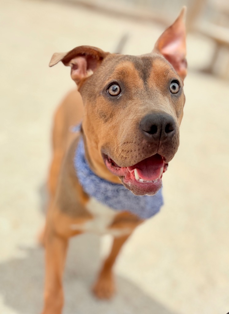Oliver, an adoptable Mixed Breed in Muskegon, MI, 49442 | Photo Image 2