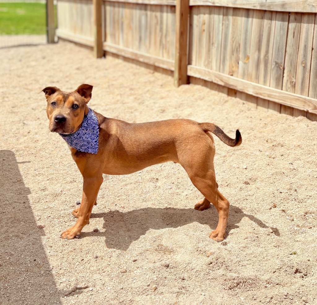 Oliver, an adoptable Mixed Breed in Muskegon, MI, 49442 | Photo Image 3