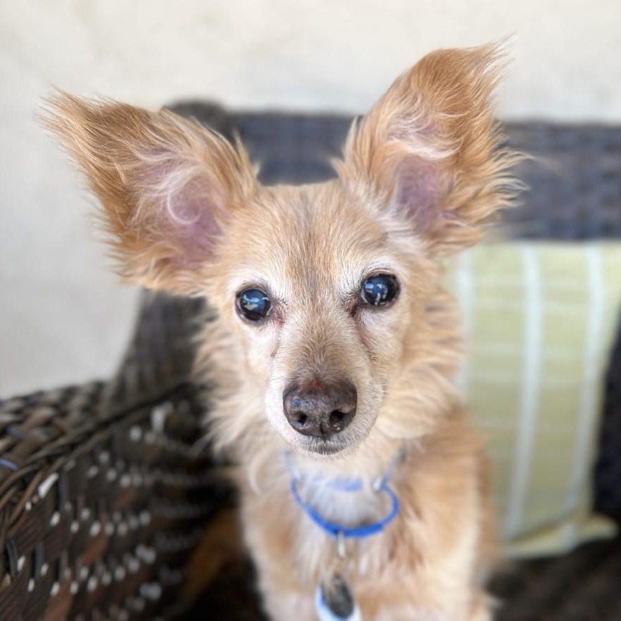 Byte, an adoptable Pomeranian in Ramona, CA, 92065 | Photo Image 1
