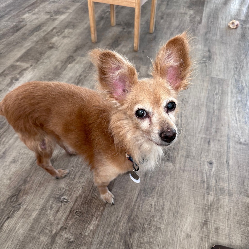 Byte, an adoptable Pomeranian in Ramona, CA, 92065 | Photo Image 3