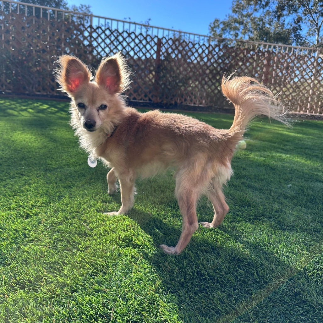 Byte, an adoptable Pomeranian in Ramona, CA, 92065 | Photo Image 5