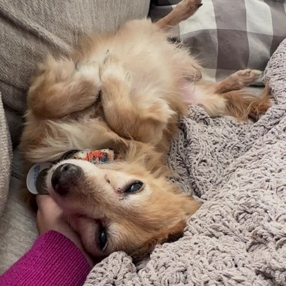 Byte, an adoptable Pomeranian in Ramona, CA, 92065 | Photo Image 6