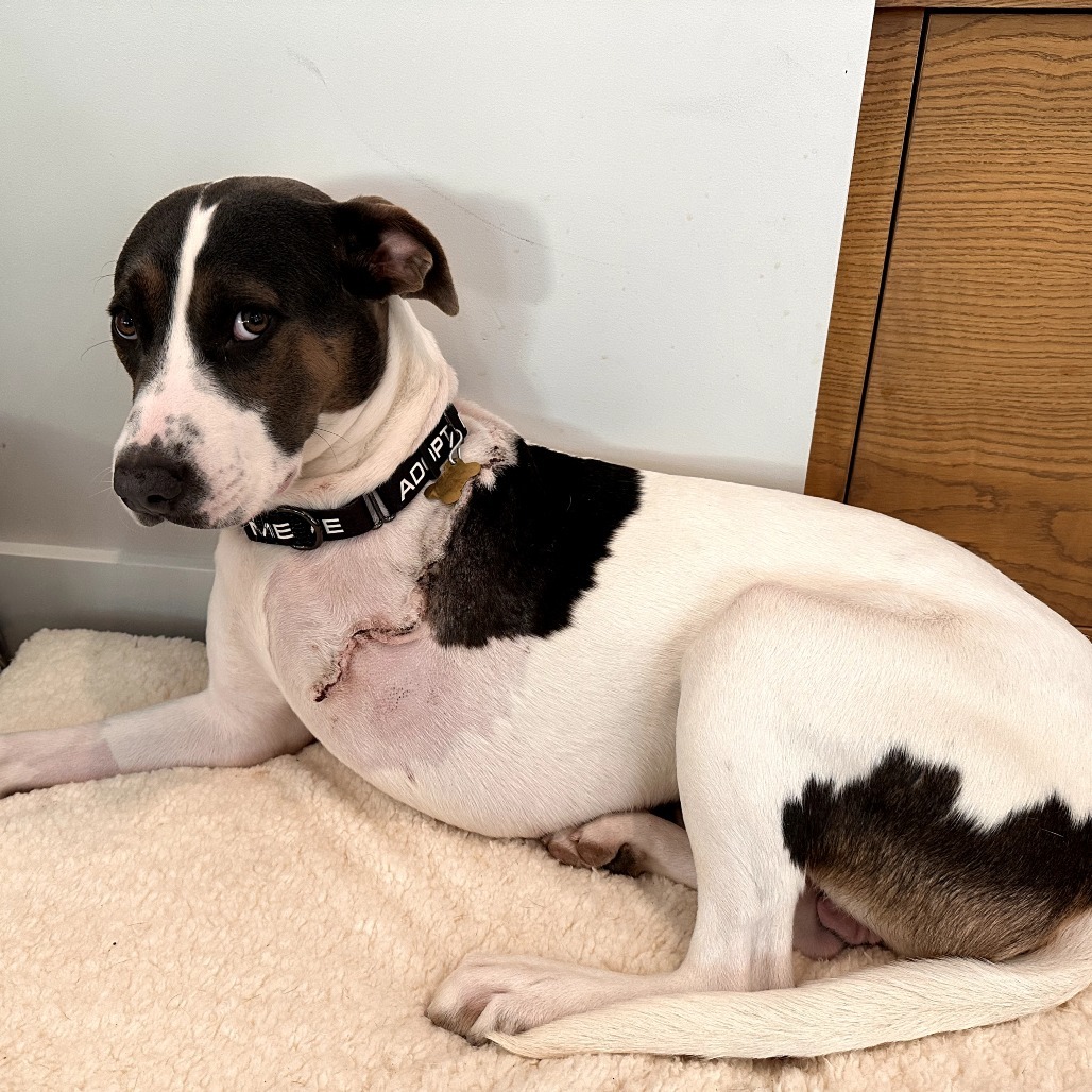 DOJA TRIPOD, an adoptable Beagle, Foxhound in Point Richmond, CA, 94801 | Photo Image 5