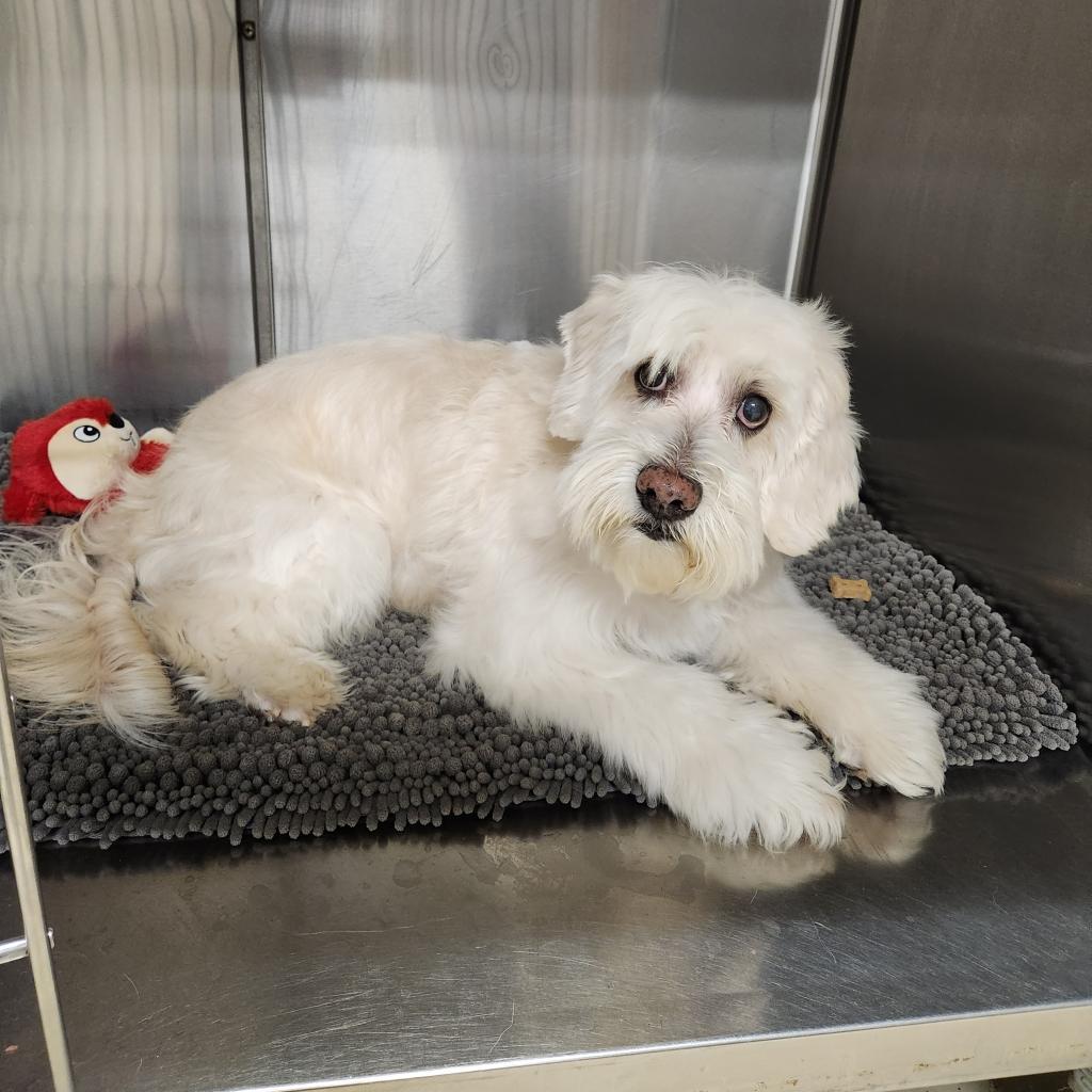 Colin 20897, an adoptable Cockapoo in Cumming, GA, 30040 | Photo Image 2