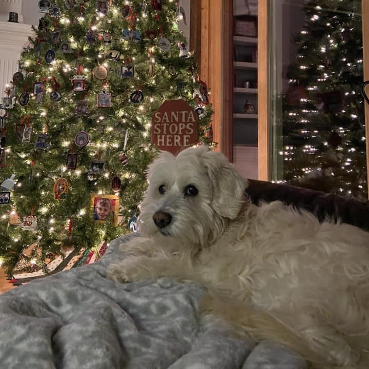 Colin 20897, an adoptable Cockapoo in Cumming, GA, 30040 | Photo Image 3