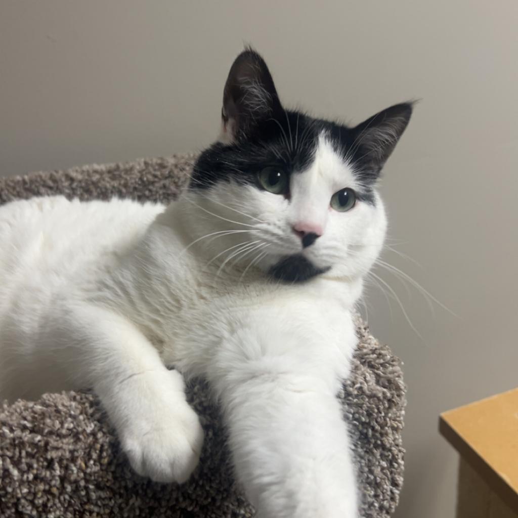 Nory, an adoptable Domestic Short Hair in Detroit Lakes, MN, 56501 | Photo Image 3