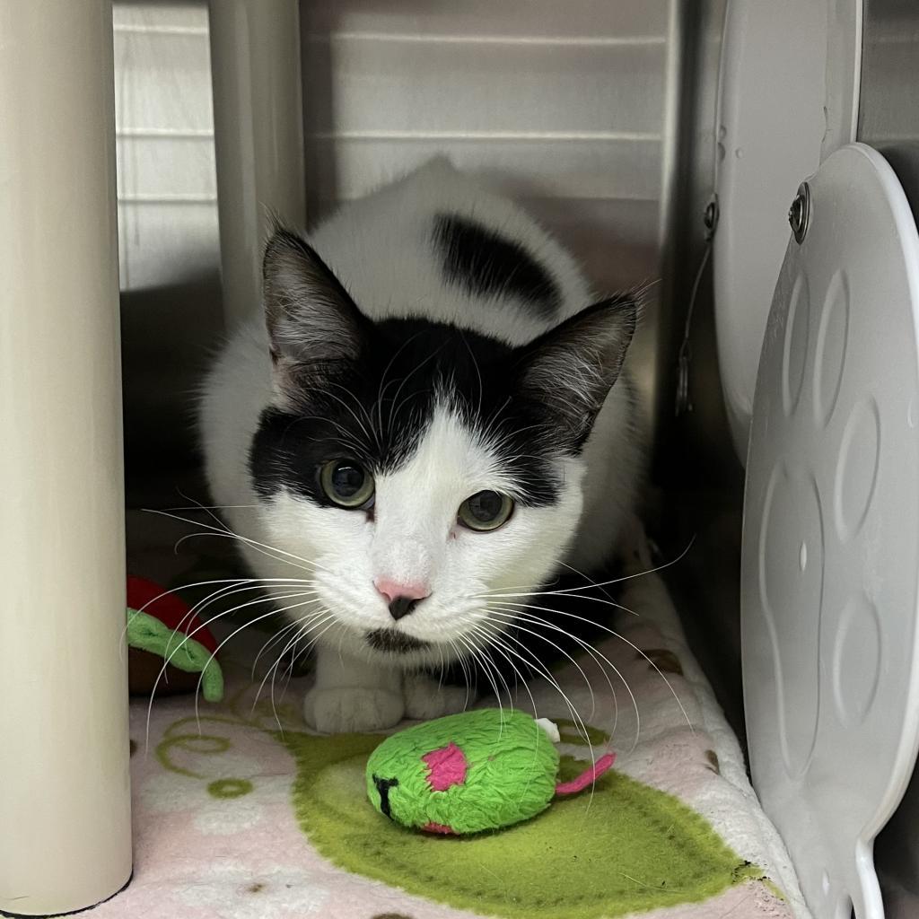 Nory, an adoptable Domestic Short Hair in Detroit Lakes, MN, 56501 | Photo Image 5