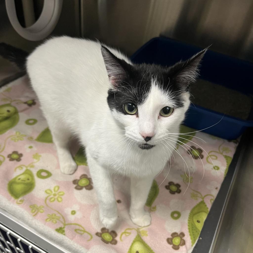Nory, an adoptable Domestic Short Hair in Detroit Lakes, MN, 56501 | Photo Image 6