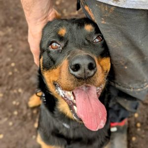 Buzzie, Adult Female Rottweiler