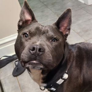 Engineer, Adult Male Terrier