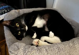 Suzi Quatro, Young Female Domestic Short Hair
