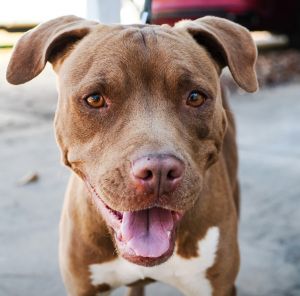 Meet Sweet Dixie - Your New Best Friend Say hello to Sweet Dixie a calm gentle soul with a heart