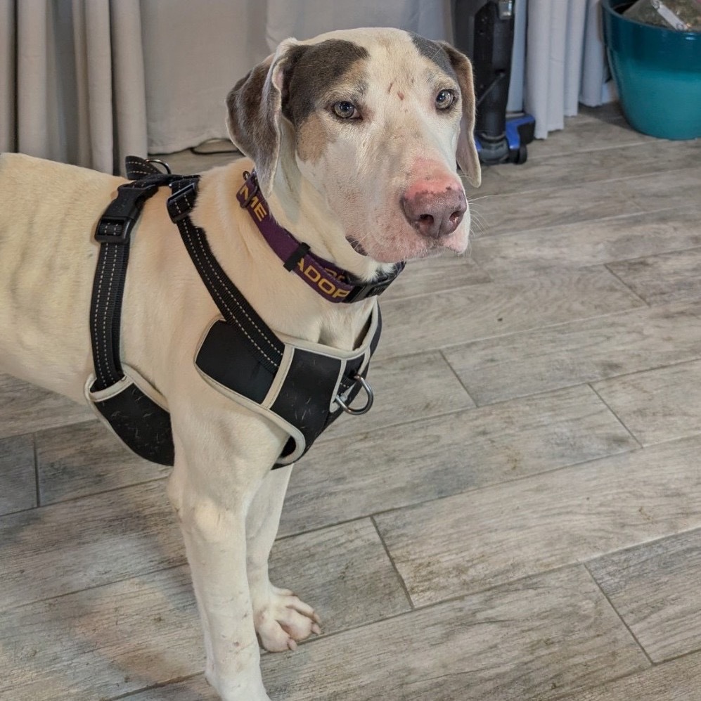 Mystic, an adoptable Hound in Kilauea, HI, 96754 | Photo Image 1