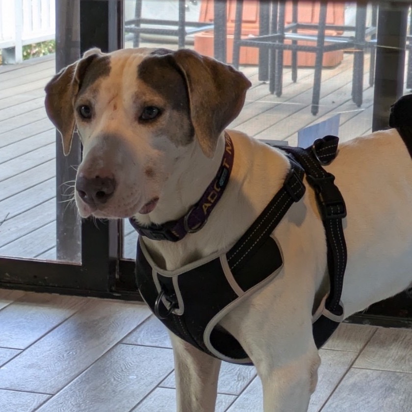 Mystic, an adoptable Hound in Kilauea, HI, 96754 | Photo Image 2