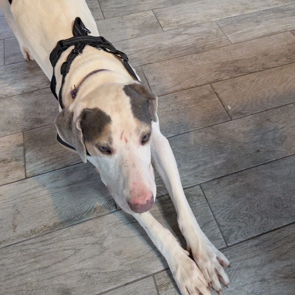 Mystic, an adoptable Hound in Kilauea, HI, 96754 | Photo Image 3