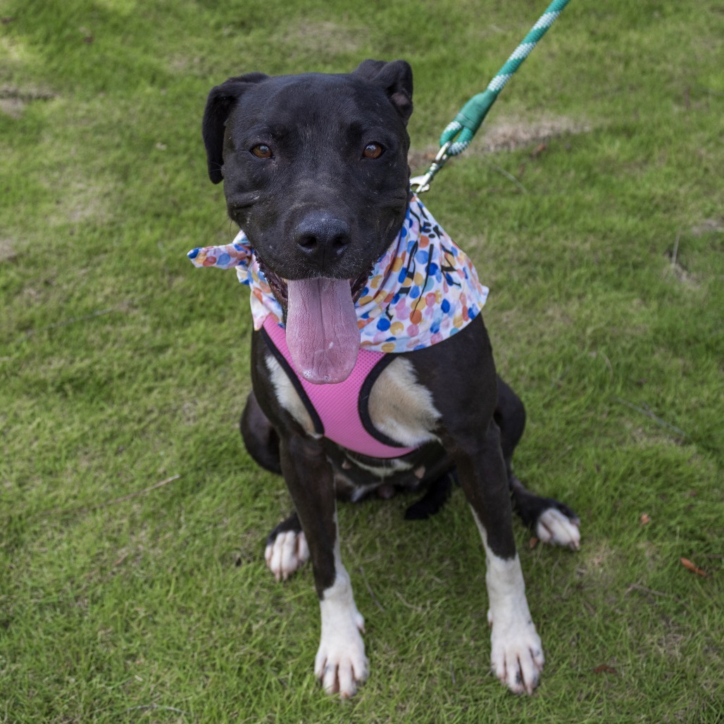 Jolene (Adoption Fee SPONSORED!!)
