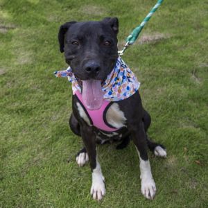 Jolene (Adoption Fee SPONSORED!!), Adult Female unknown