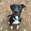 Jolene (Adoption Fee SPONSORED!!) photo 2