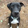 Jolene (Adoption Fee SPONSORED!!) photo 3